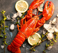 Frozen Cooked Canadian Boston Lobster